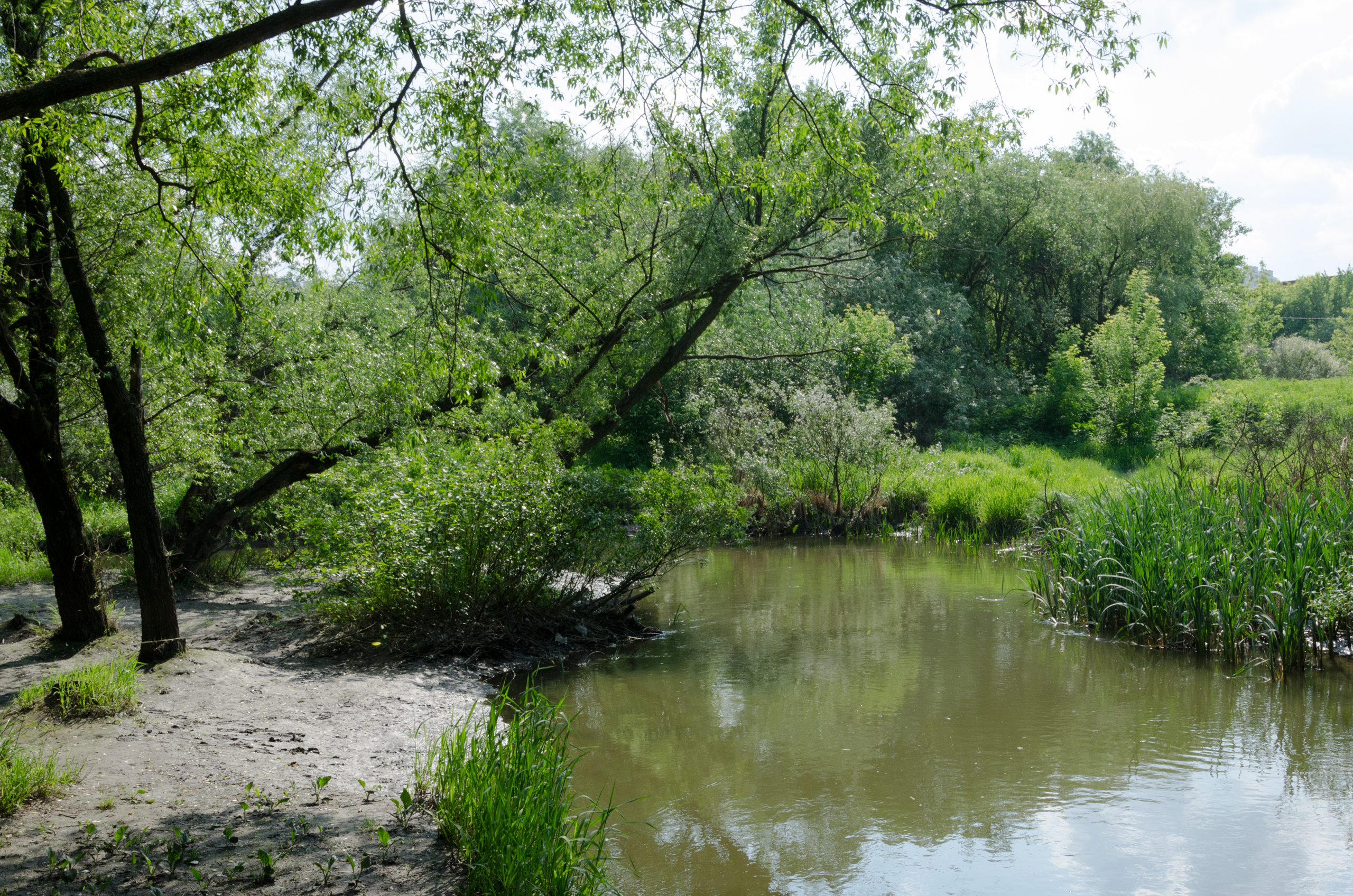 Парк на реке Городня