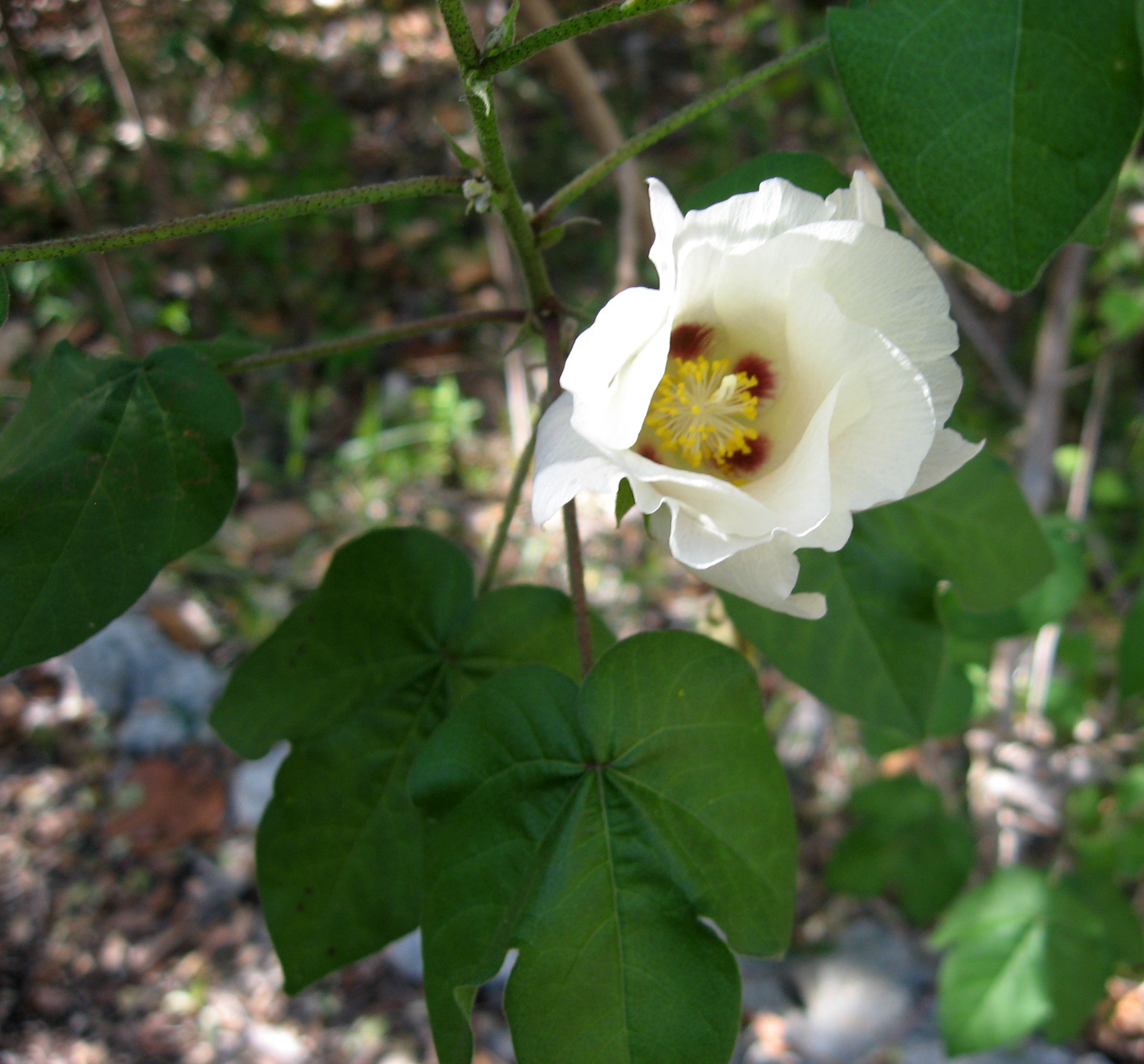  KVITER White Cotton 25 Seeds - Gossypium Hirsutum Cotton  Plant, Easy Grow Perennial Shrub Upland Cotton, Winter Hardy Showy Flowers  Plants, Mexican Cotton Seeds for Growing : Patio, Lawn & Garden