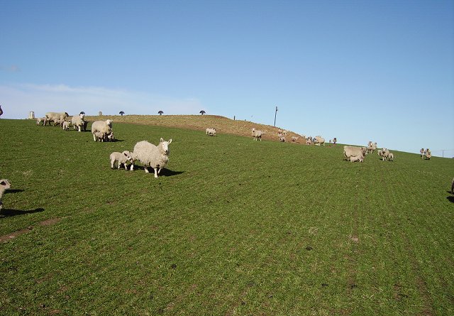 File:Harelaw. - geograph.org.uk - 150373.jpg