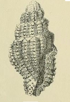 <i>Hemilienardia contortula</i> Species of gastropod