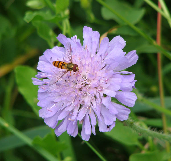 File:Hoverfly on scabius flower - geograph.org.uk - 1384250.jpg