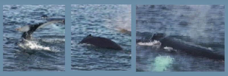 File:Humback Whale Near Cobblers Reef.jpg