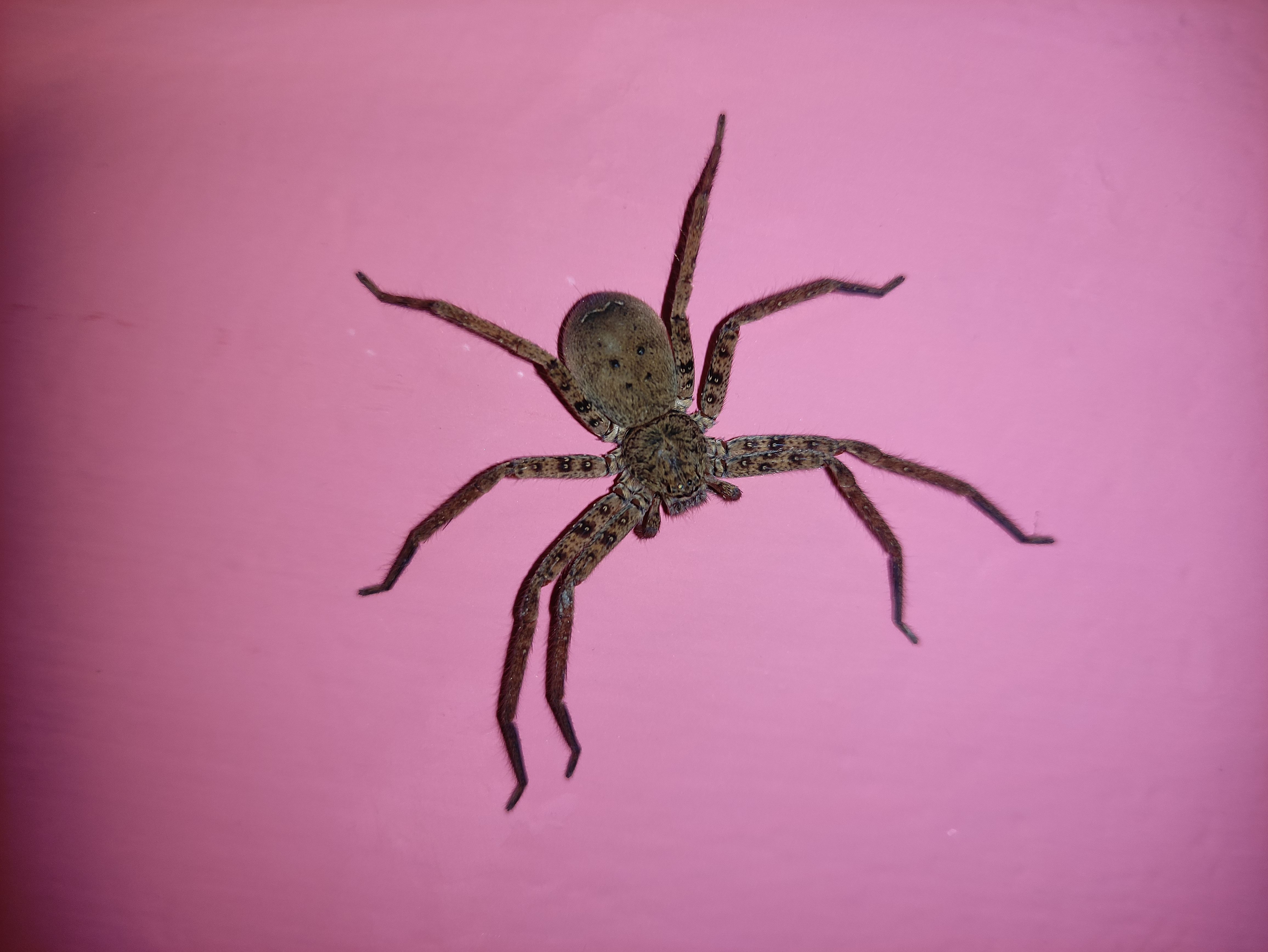 Other spider. Хантсмен паук. Паук 1. Паук Хантсмен Тайланд. Паук 13.