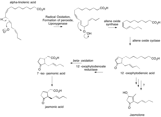 Biosynthesis of jasmolone JasmoloneschemeGIF.gif