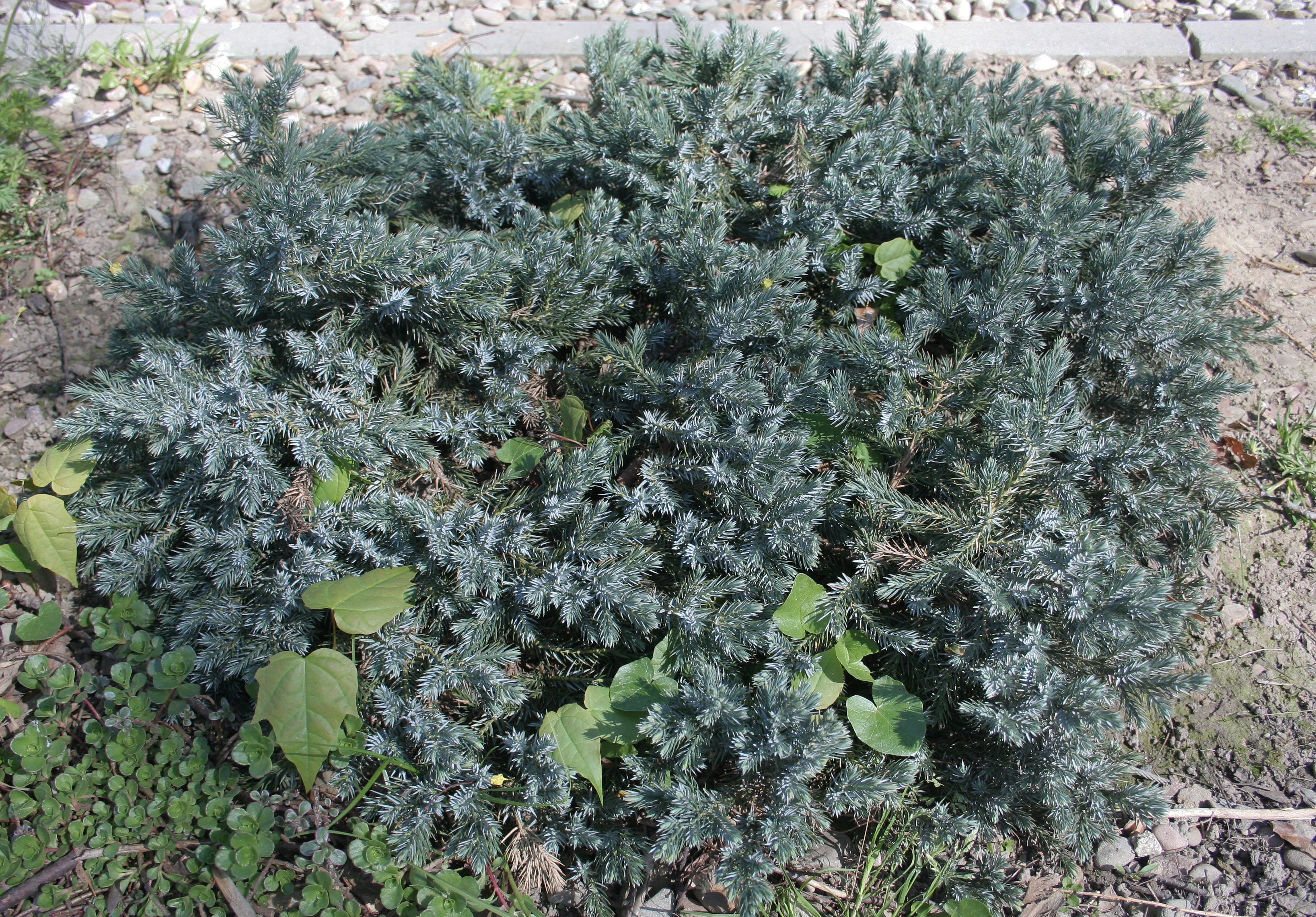 Juniperus squamata Blue Star зона зимостойкости