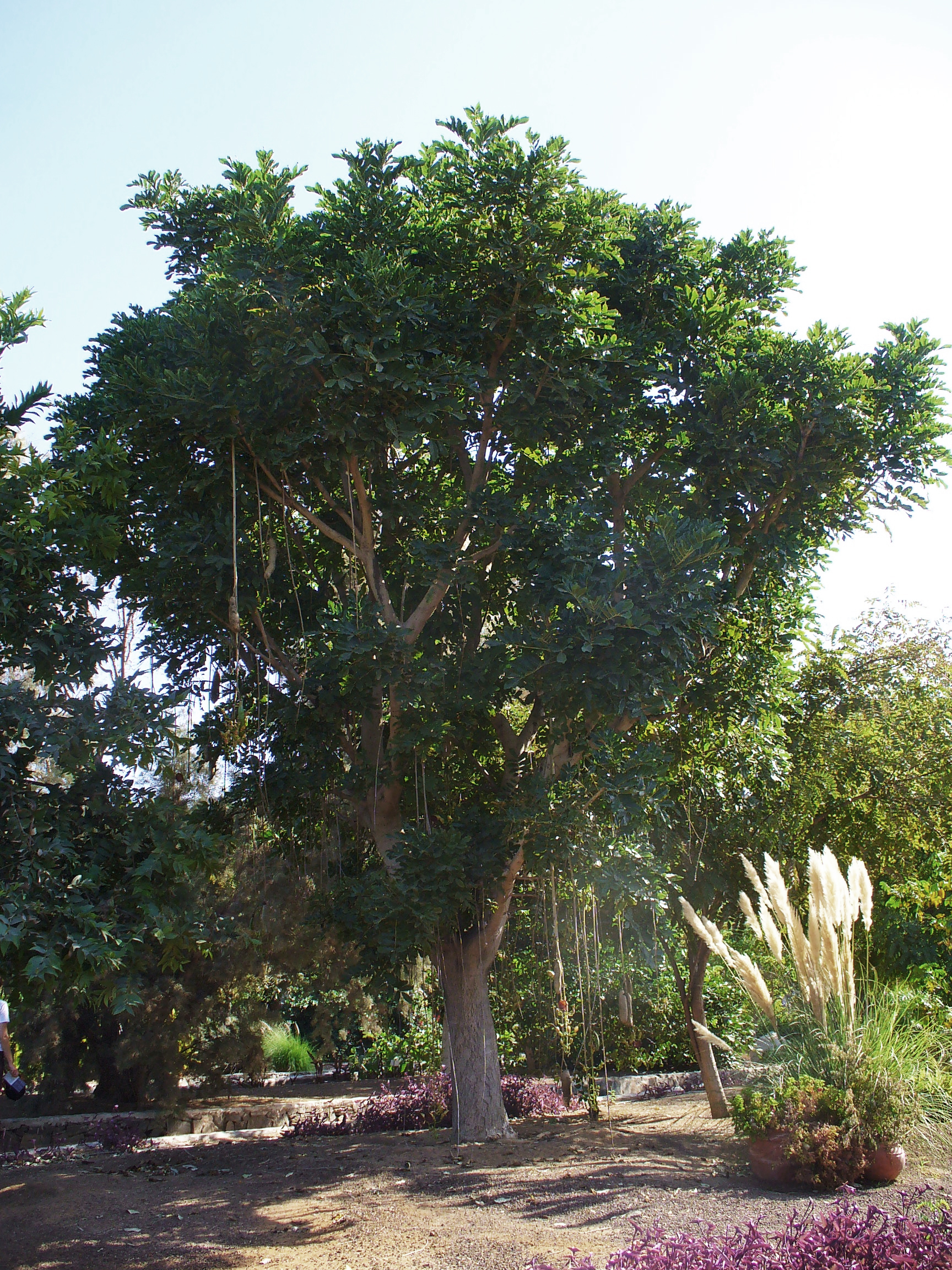 File:Kigelia africana - sausage tree -fruits 02.jpg - Wikipedia