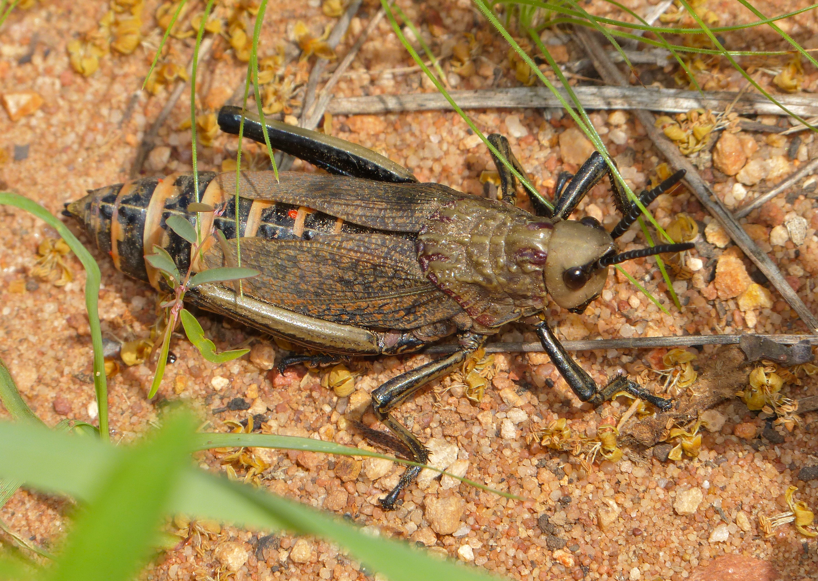 Koppie Foam Grasshopper (Dyctiophorus spumans) (11902325315).jpg