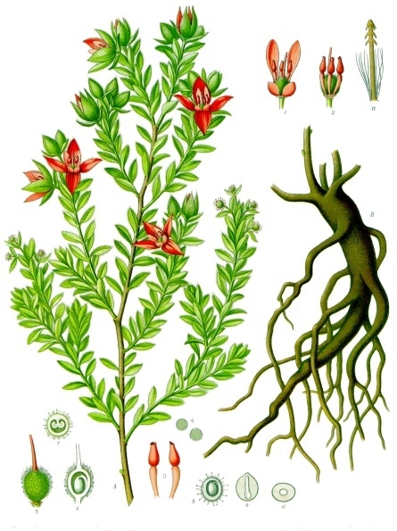 File:Krameria lappacea - Köhler–s Medizinal-Pflanzen-084.jpg