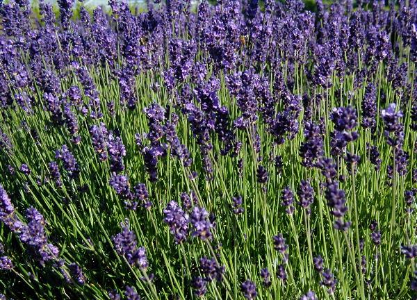 Lavande vraie – Lavendula Angustifolia – Le jardin d'équilibre