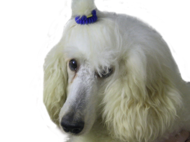 File:Lily the white poodle (transparent background).png