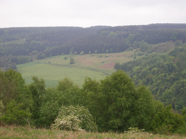 Managed woodland on Duncombe Park Estate with Jinny York Bank in the foreground - geograph.org.uk - 432560