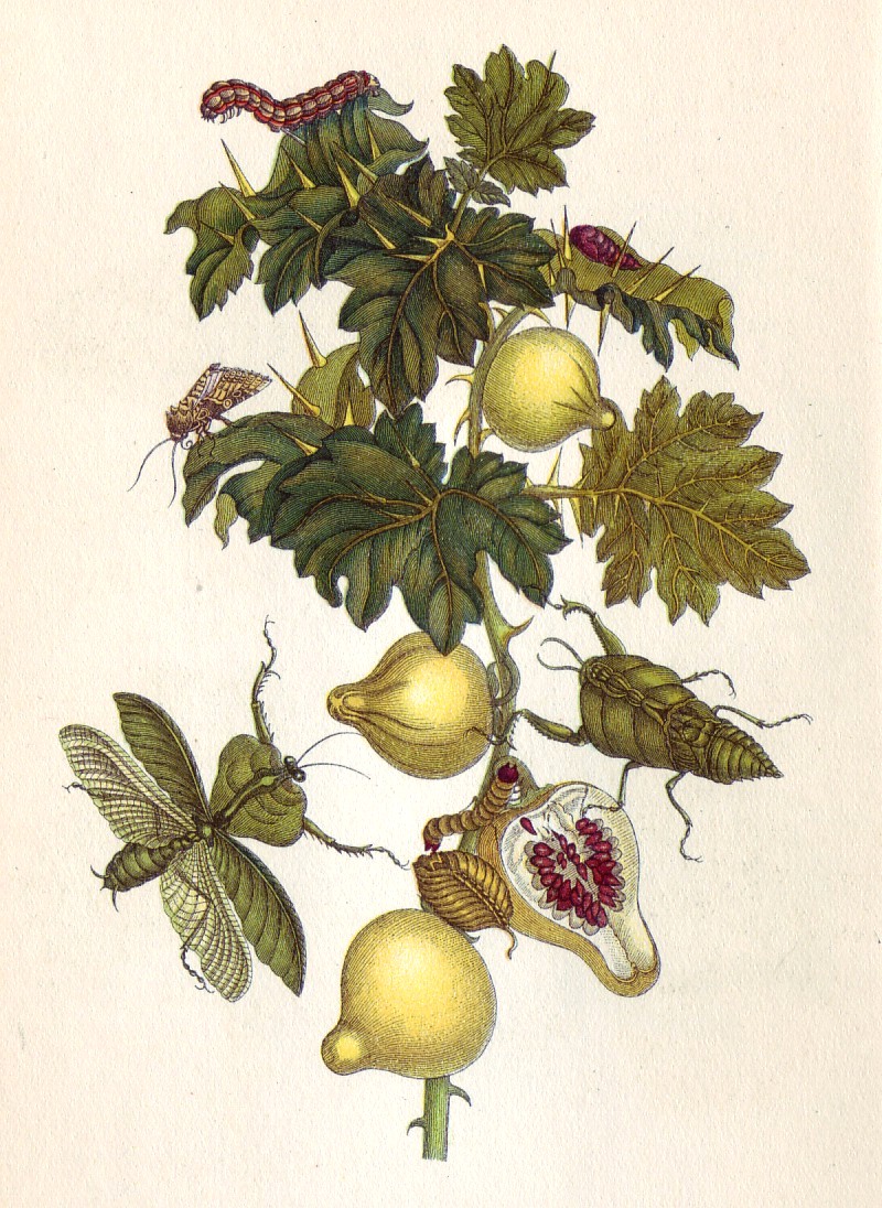 Musa paradisiaca di Anna Maria Sibylla Merian