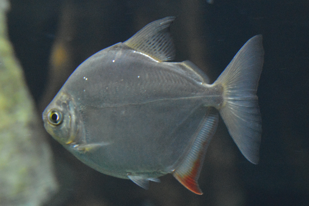 School of Silver Dollar Fish Metynnis Argenteus Near Fishing Net Stock  Image - Image of dive, metynnis: 161006141