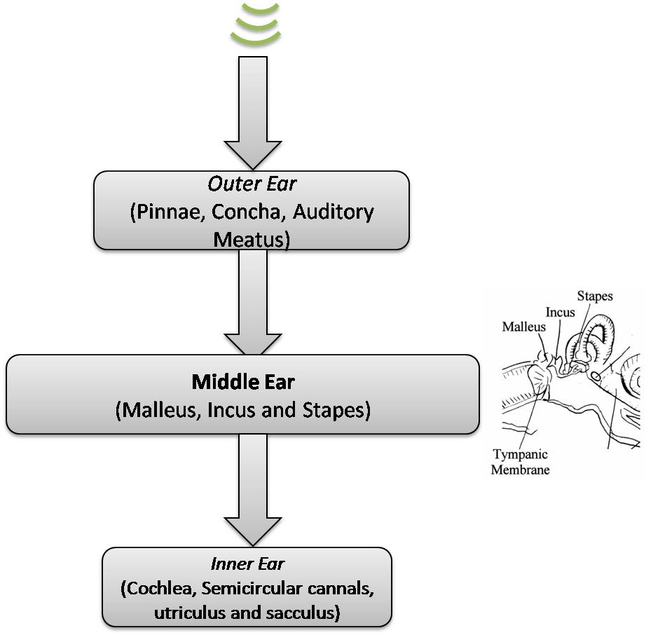 Middle ear - Wikipedia