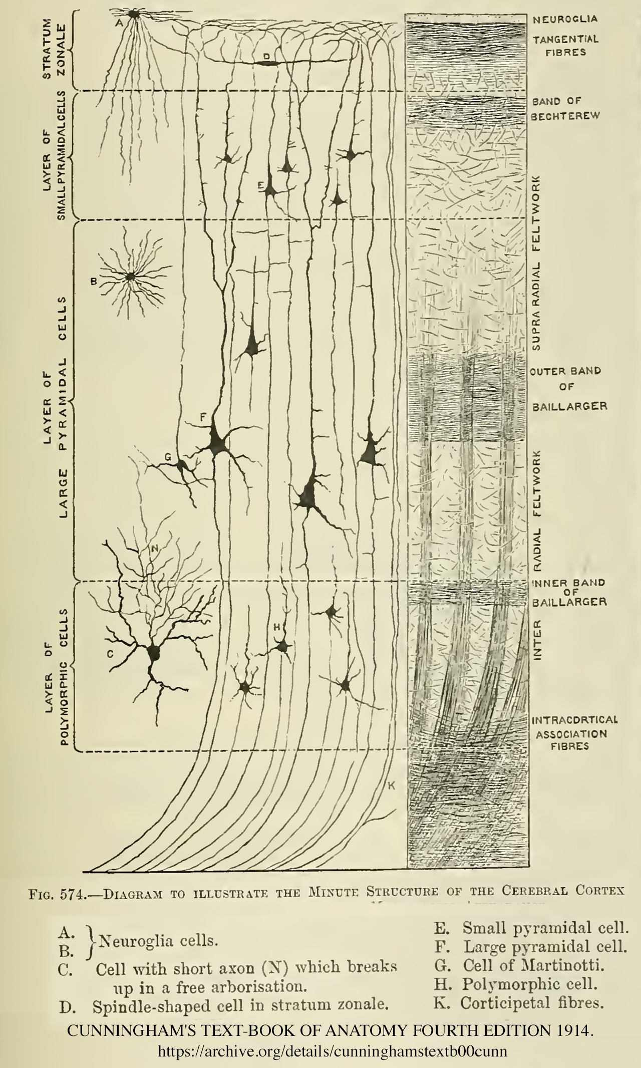 File:Minute structure of the cerebral cortex.jpg