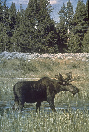 File:Moose Yellowstone.jpg