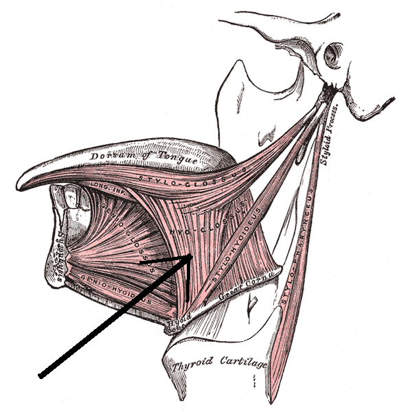 File:Musculushyoglossus.png