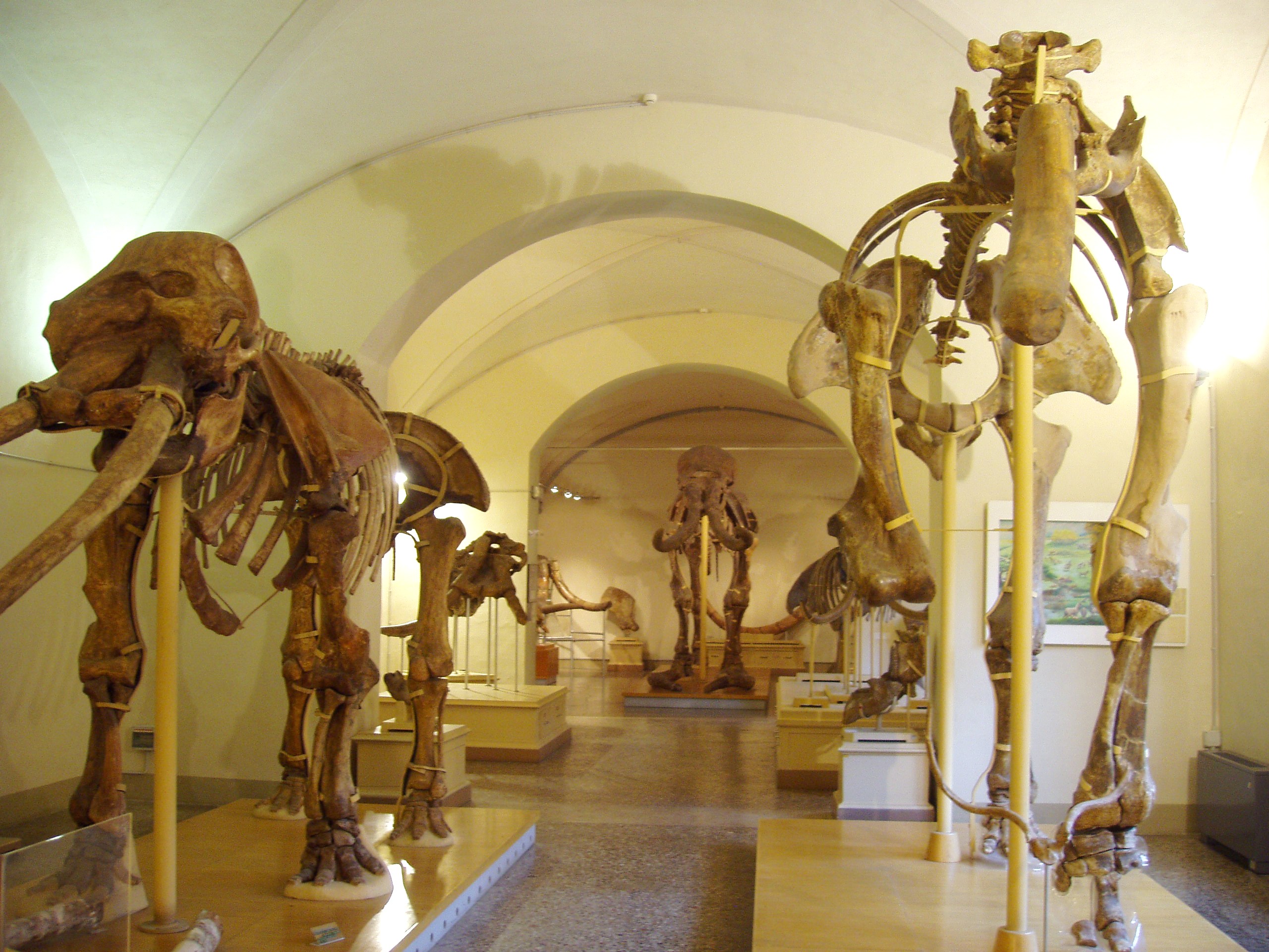 Museo di Storia Naturale di Firenze - Wikipedia