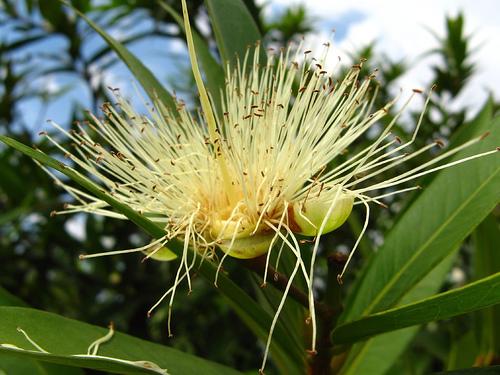 File:Myrtaceae SãoPaulo04.jpg