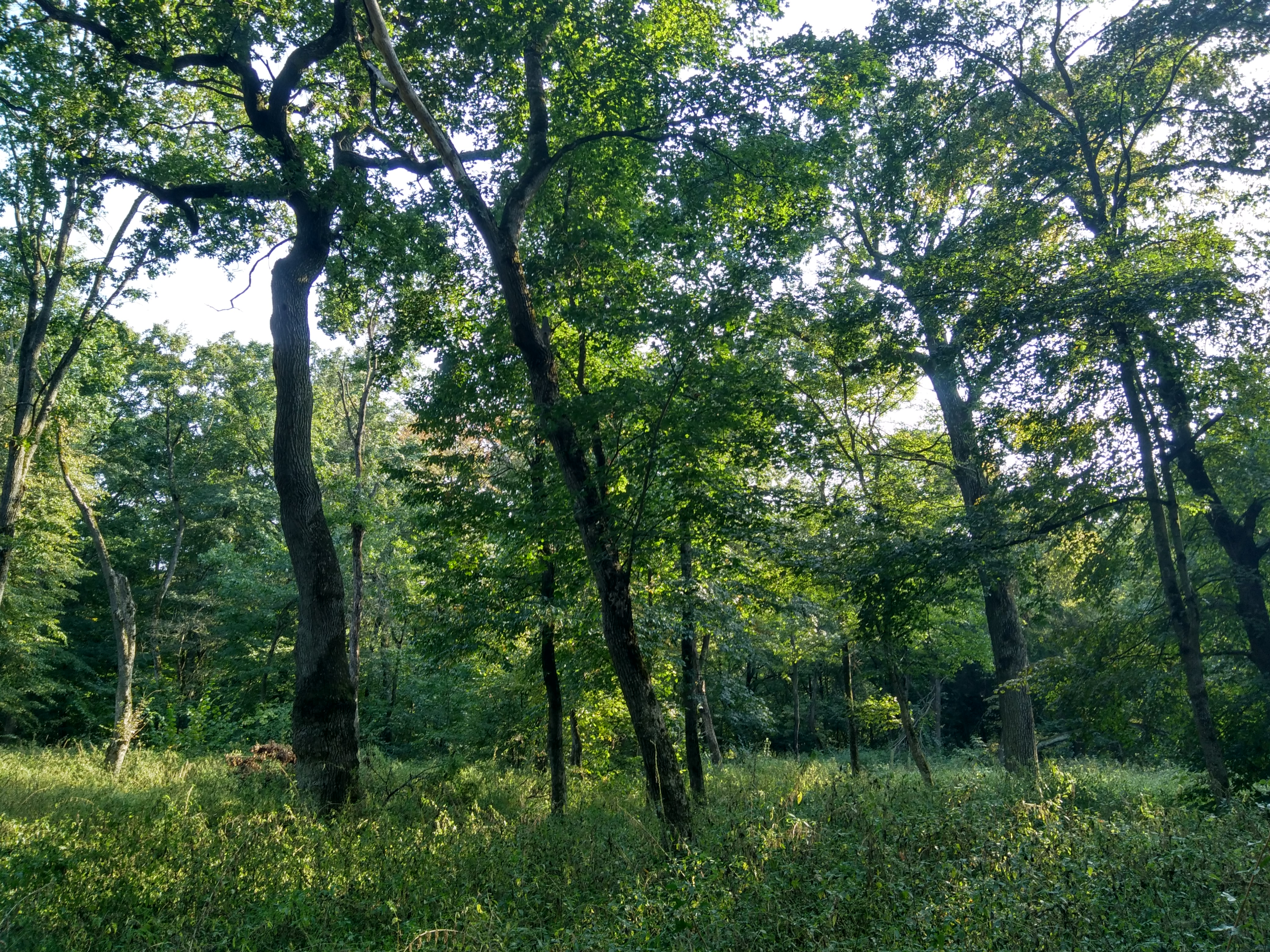 File:Oak Forest plantations1-2018.jpg - Wikimedia Commons