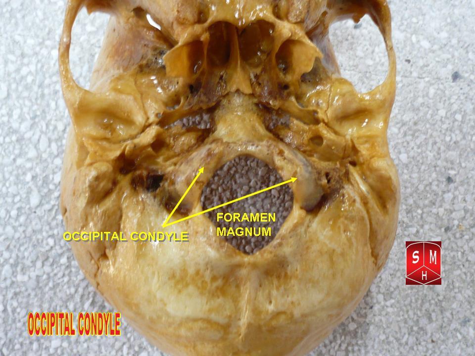 Structura craniului: departamente. Enciclopedia medicală mare Skate