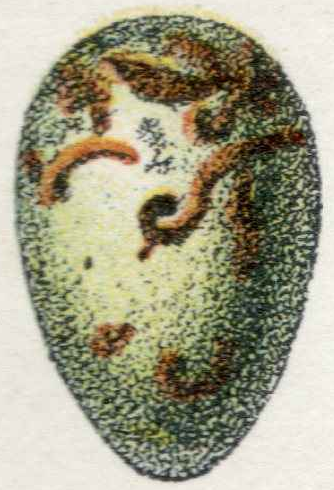 File:An egg.png - Wikimedia Commons