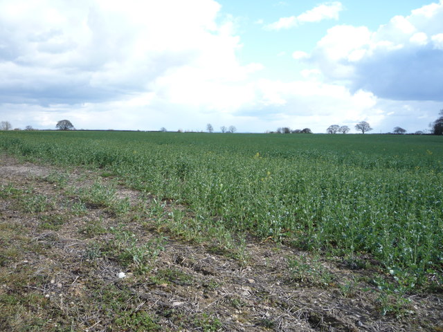 File:Oilseed rape crop near Bartonpark - geograph.org.uk - 4913773.jpg