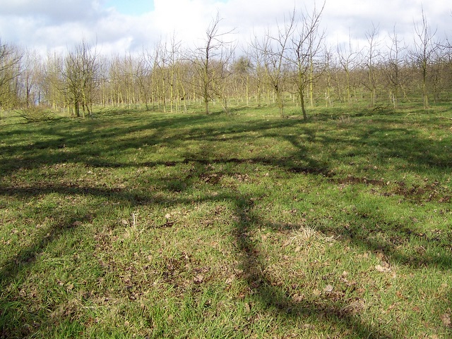 File:Orchard, East Pennard - geograph.org.uk - 1702621.jpg