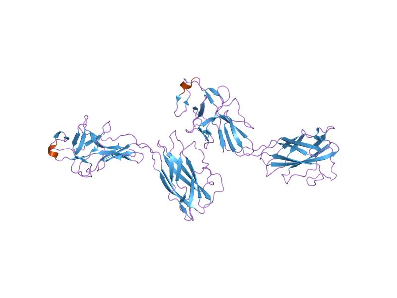 File:PDB 1wlg EBI.jpg