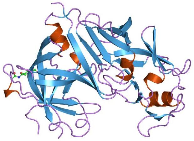 File:PDB 2ren EBI.jpg