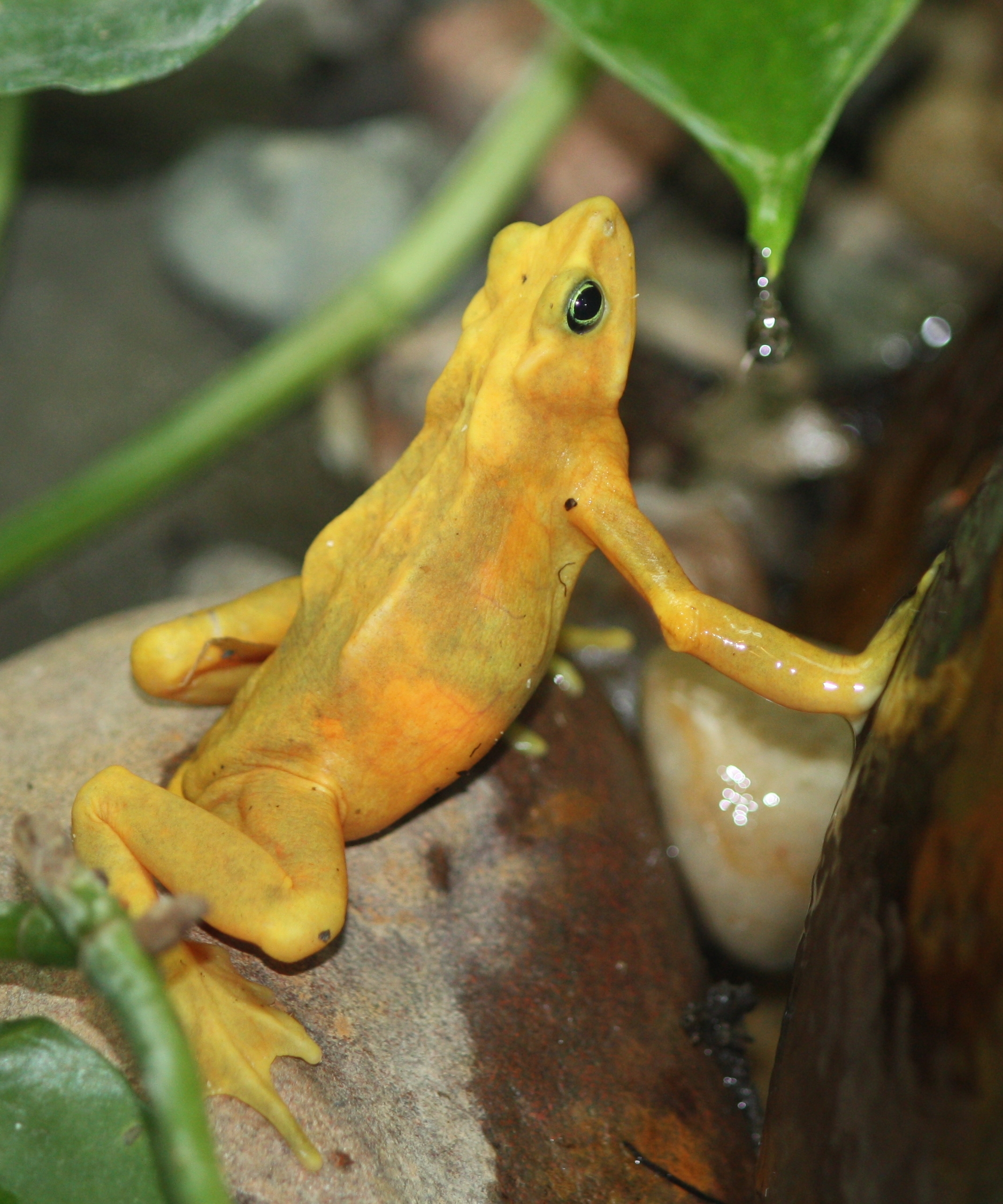 panamanian golden frog diet