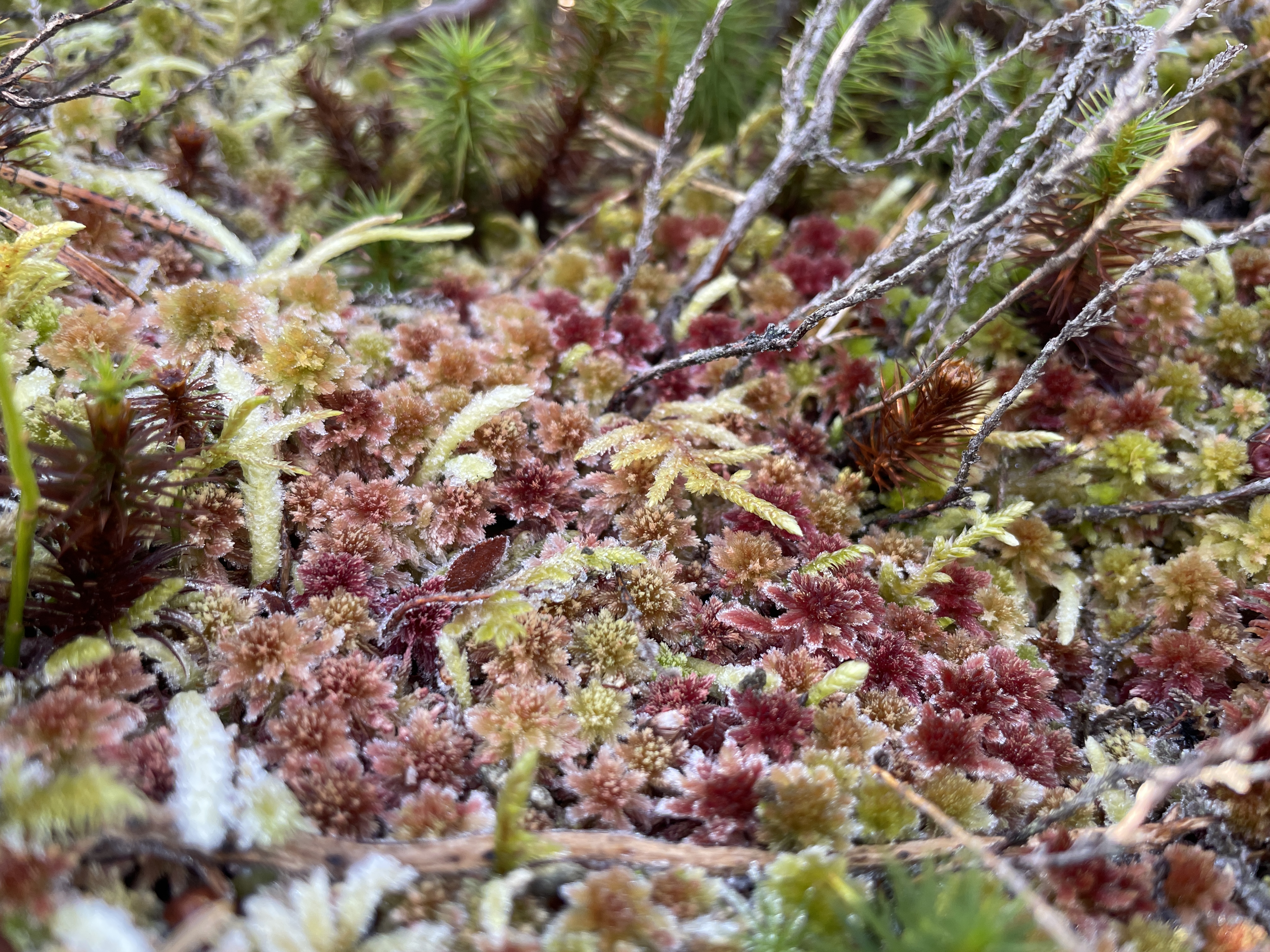 Sphagnum - Wikipedia