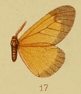 <i>Staphylinochrous euryperalis</i> Species of moth