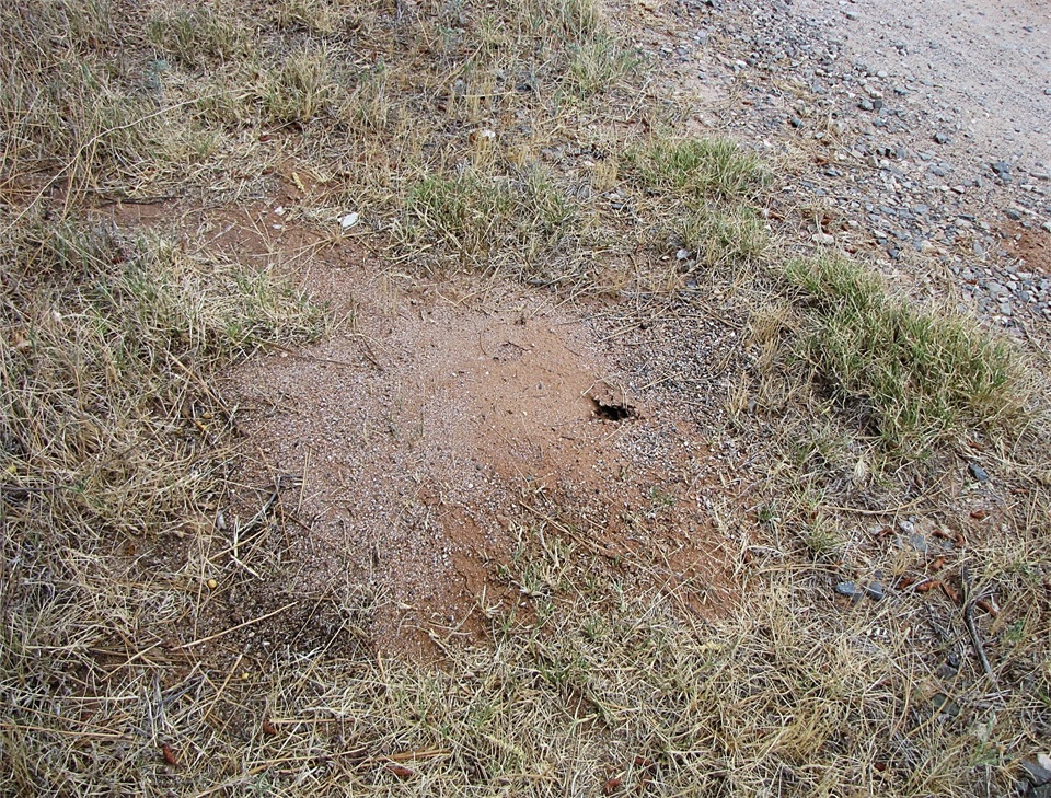 harvester ant nest