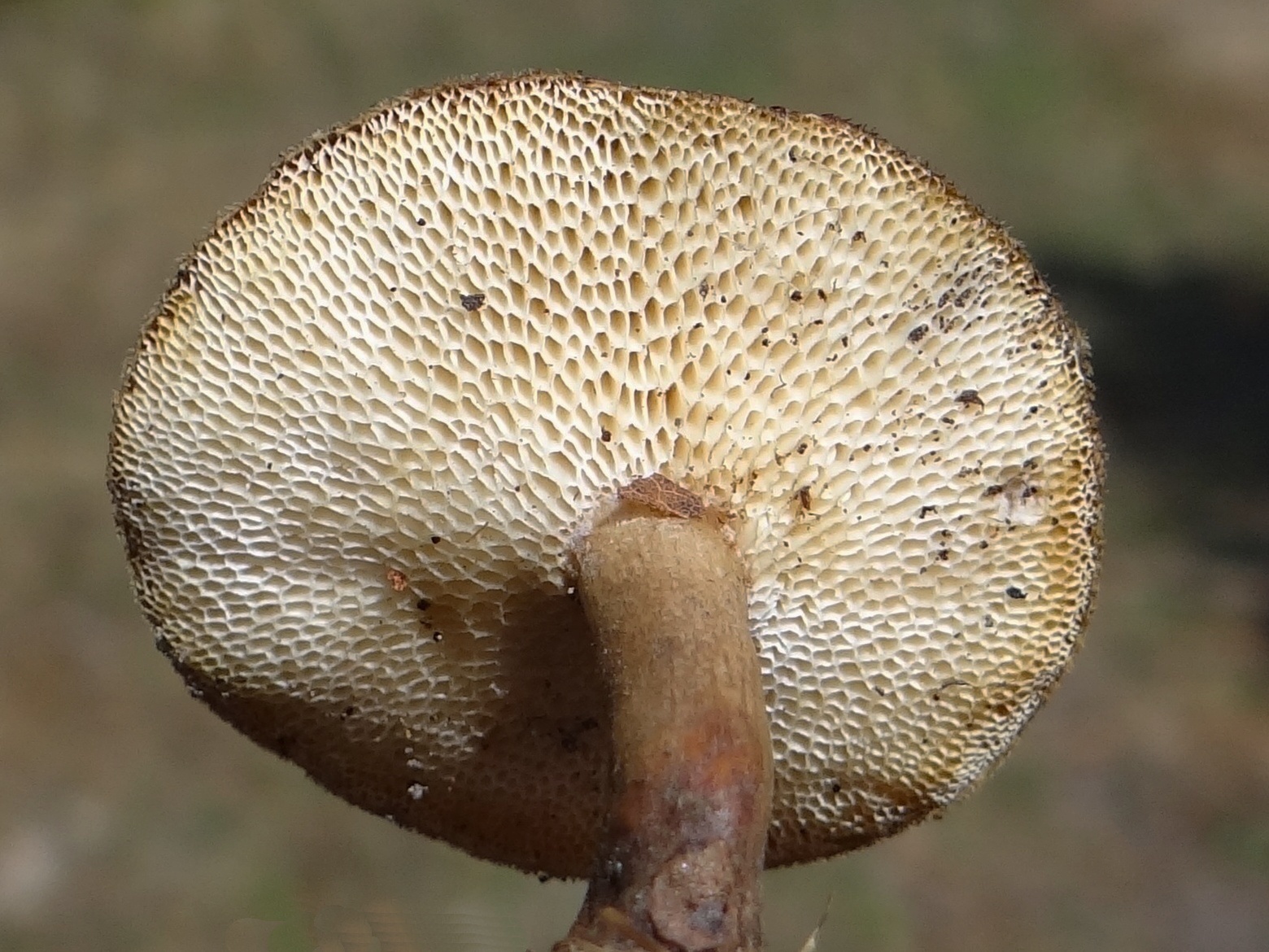 Пластинчатый гриб на дереве. Polyporus tuberaster Полипорус клубненосный. Трутовик гриб клубненосный. Трутовик клубненосный Polyporus tuberaster. Polyporus rutinalis.