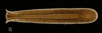 Procerodes littoralis (Procerodidae, Maricola)