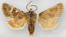 <i>Psammopolia ochracea</i> Species of moth