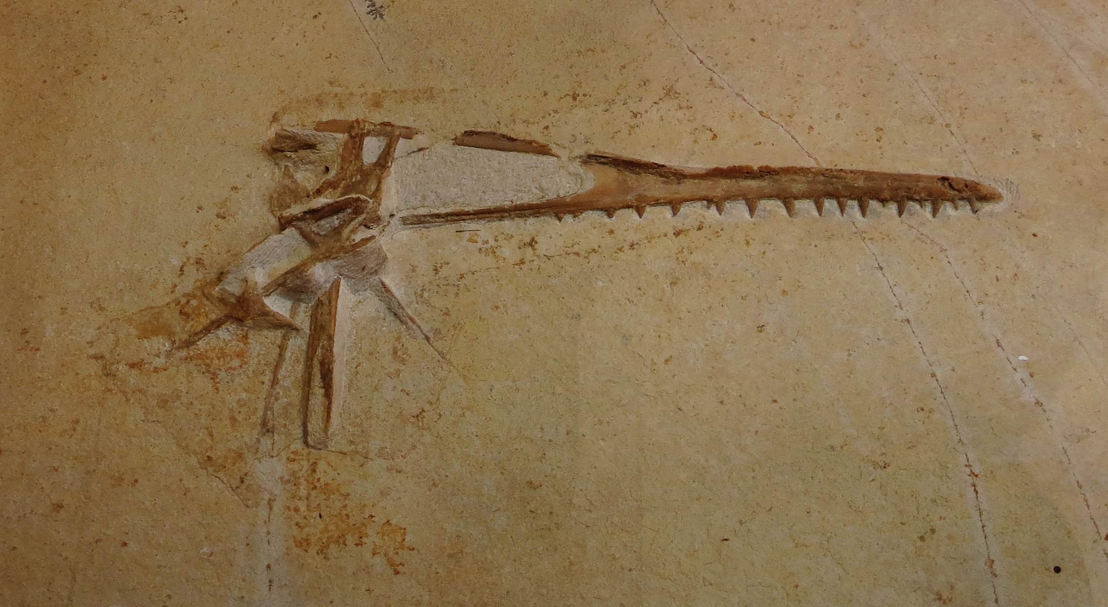 File:Pterodactyloidea indet Solnhofen.jpg - Wikimedia Commons