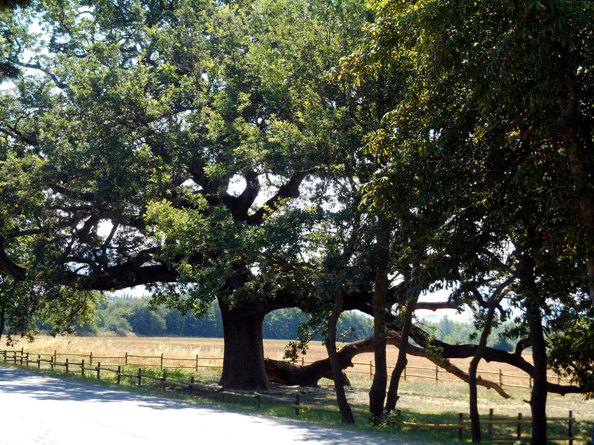 Quercia delle Checche.jpg