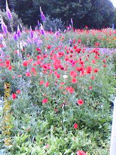 File:Red Poppies.jpg