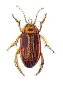 <i>Rhantus frontalis</i> Species of beetle