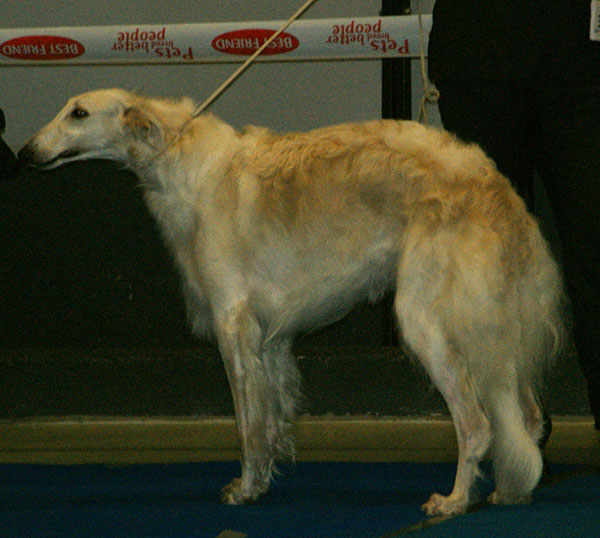 File:Russian Wolfhound.jpg