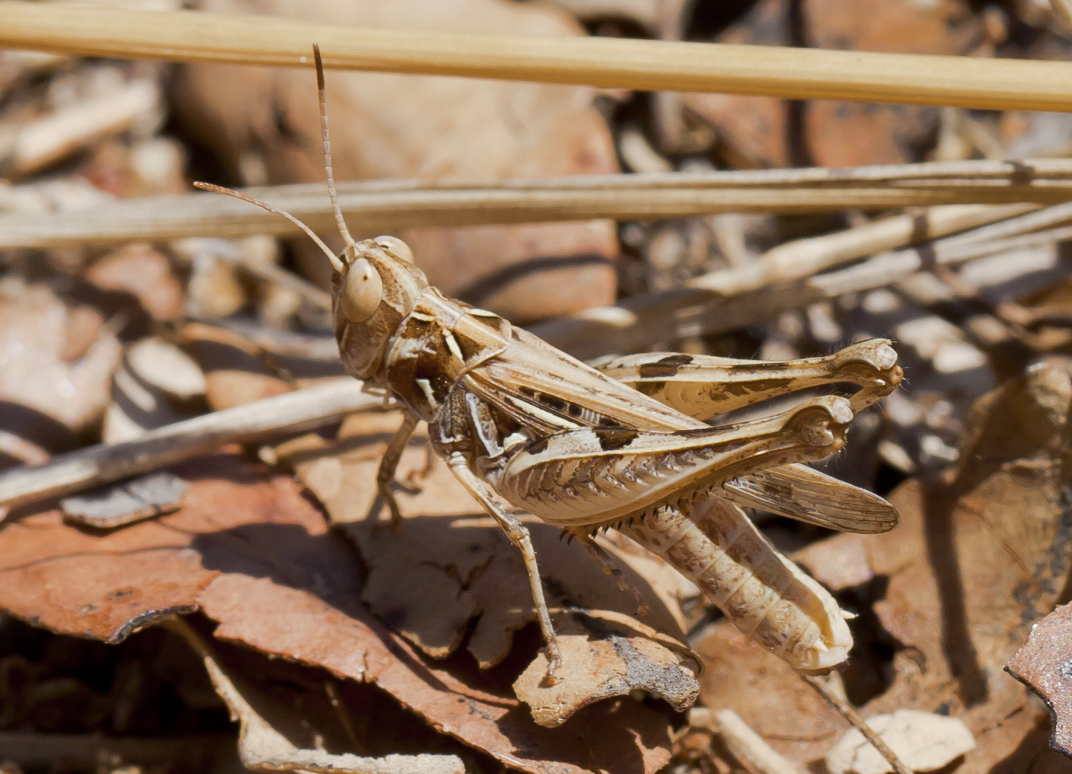 Saltamontes que significa