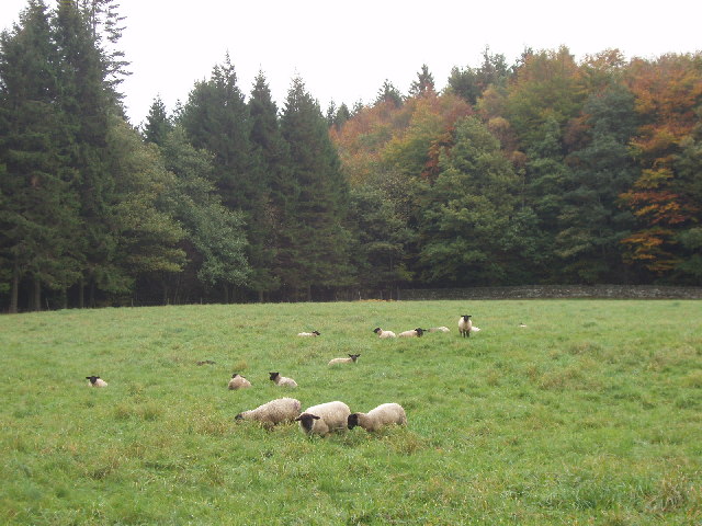 File:Sheep in Hamsterley Forest - geograph.org.uk - 69704.jpg