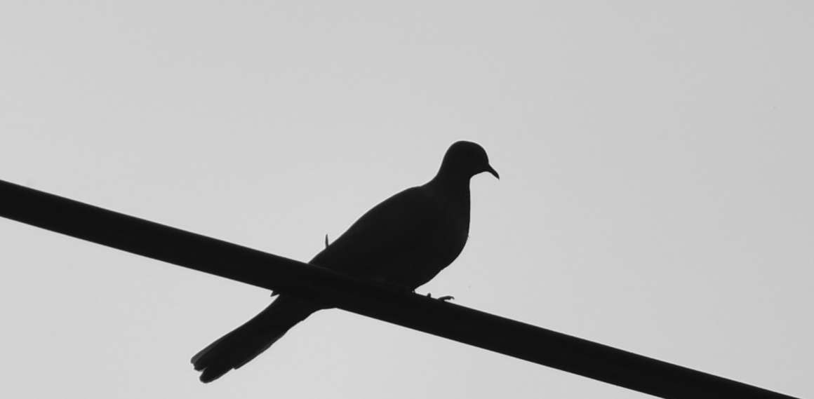 birds on telephone wire silhouette