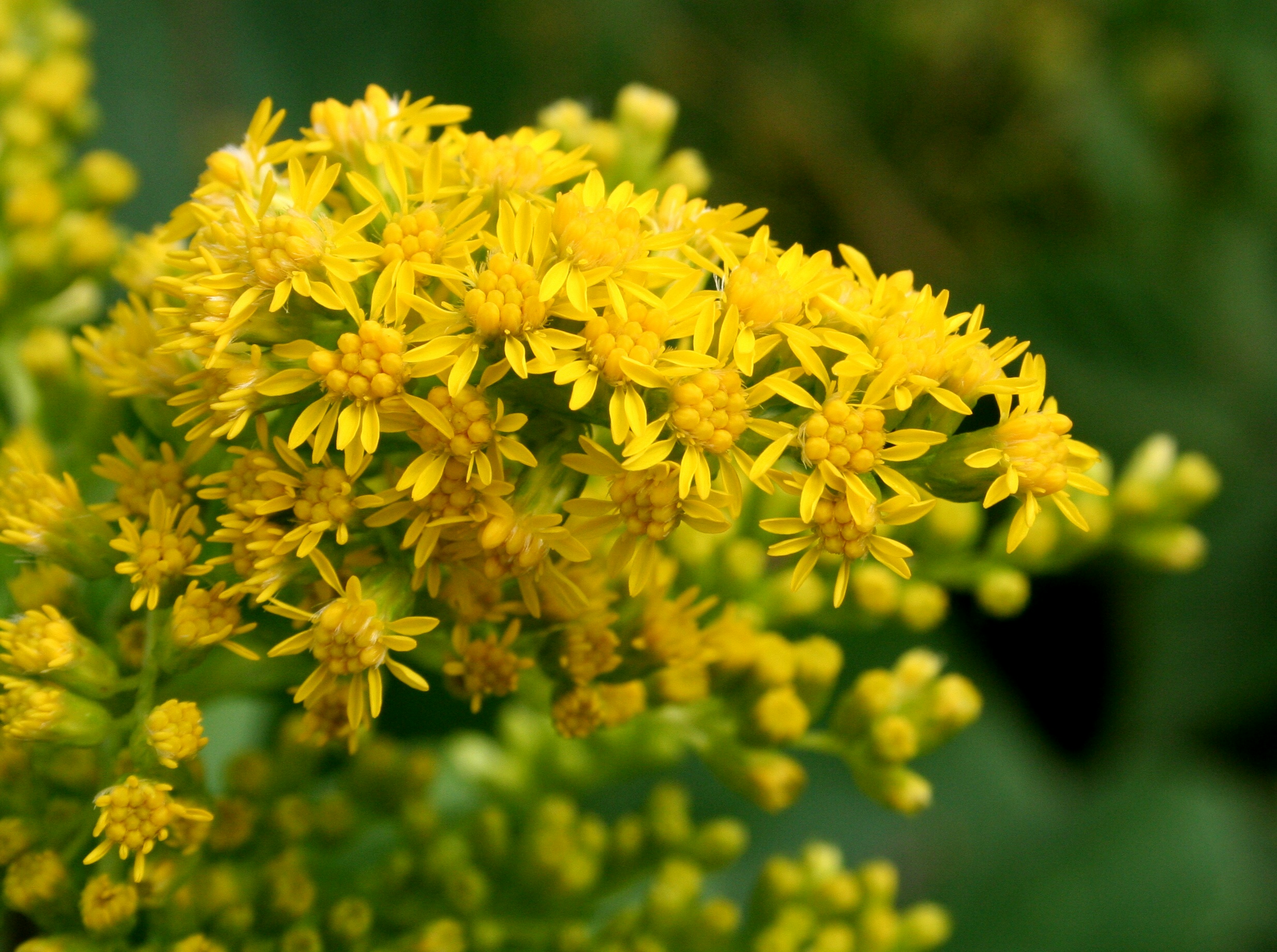 Solidago gigantea