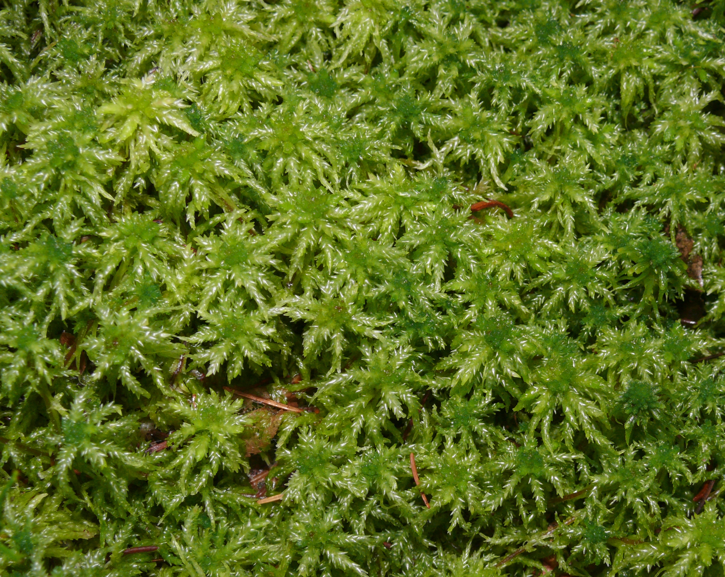 Musgo Sphagnum magellanicum - EcuRed