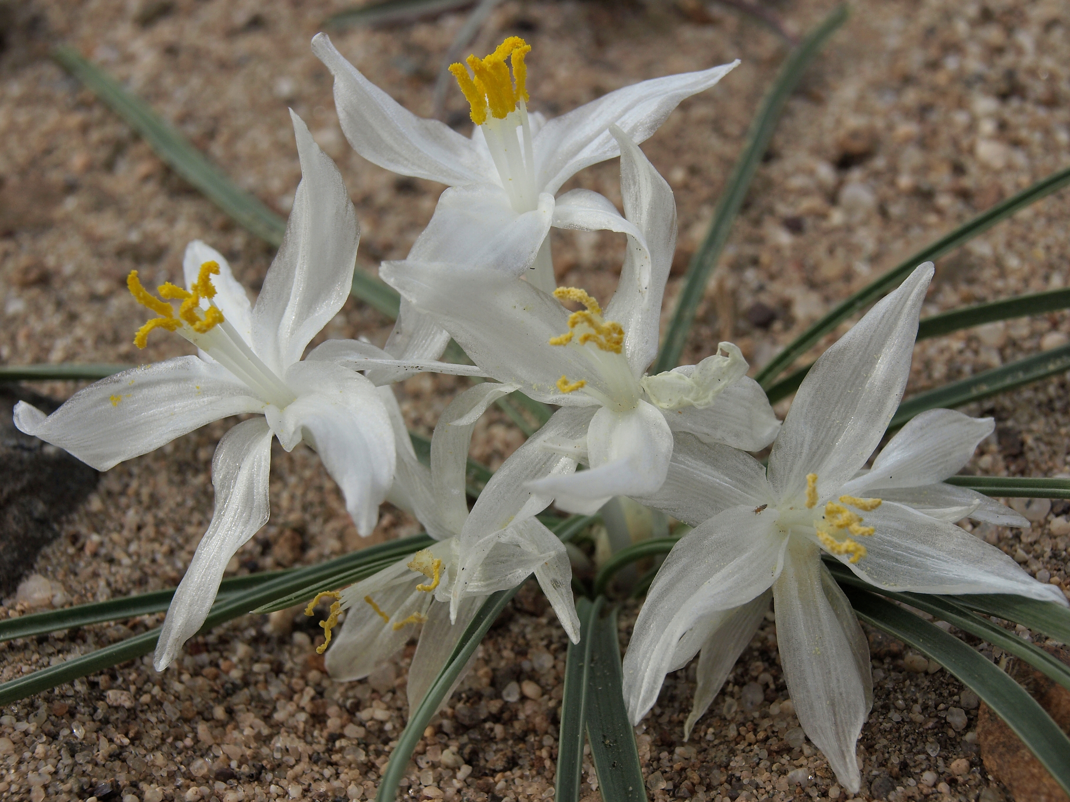 Горная Лилия Leucocrinum montanum