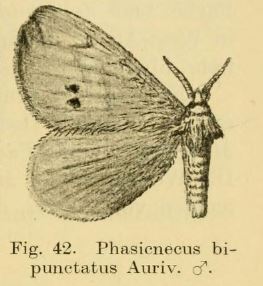 <i>Stenoglene bipunctatus</i> Species of moth