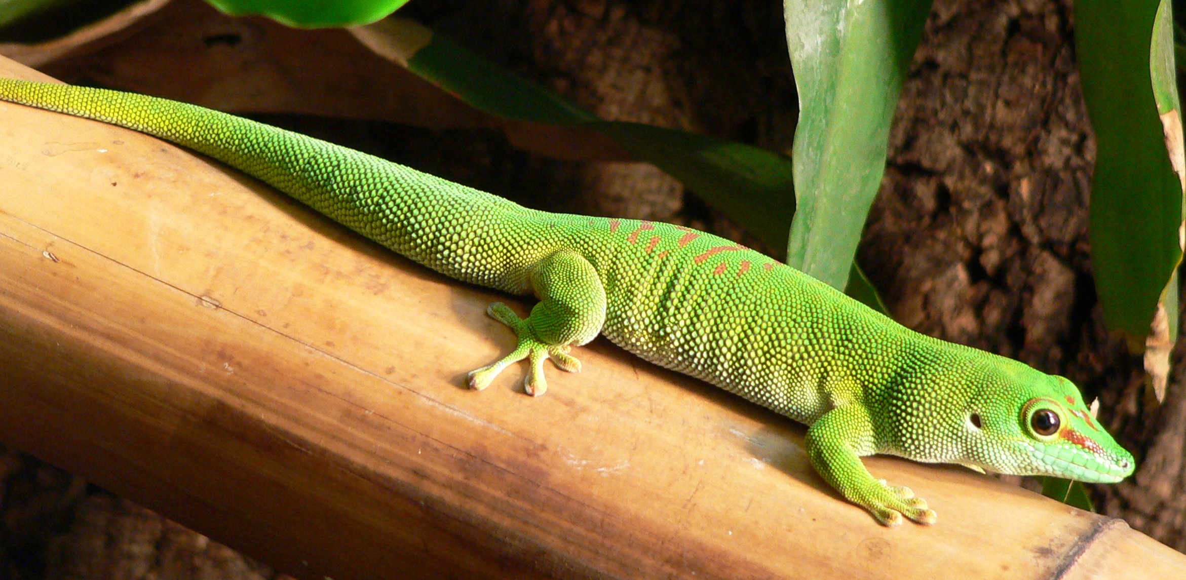 madagascar giant day gecko lifespan